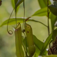 Nepenthes distillatoria L.